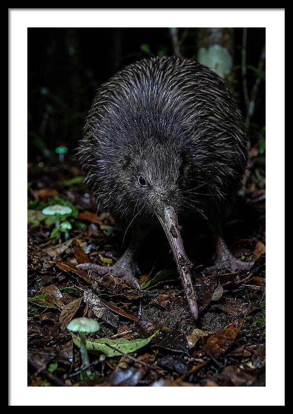 Kiwi Foraging Under Moonlight