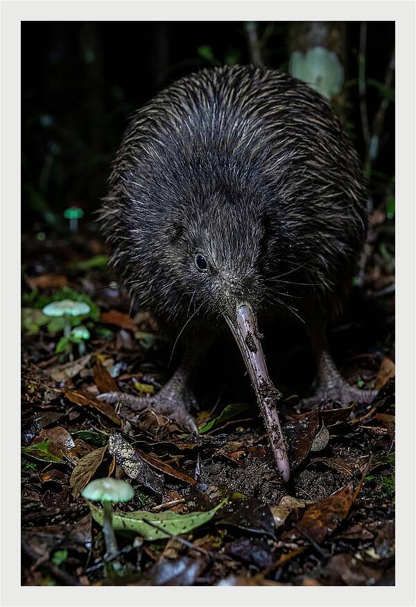 Kiwi Foraging Under Moonlight