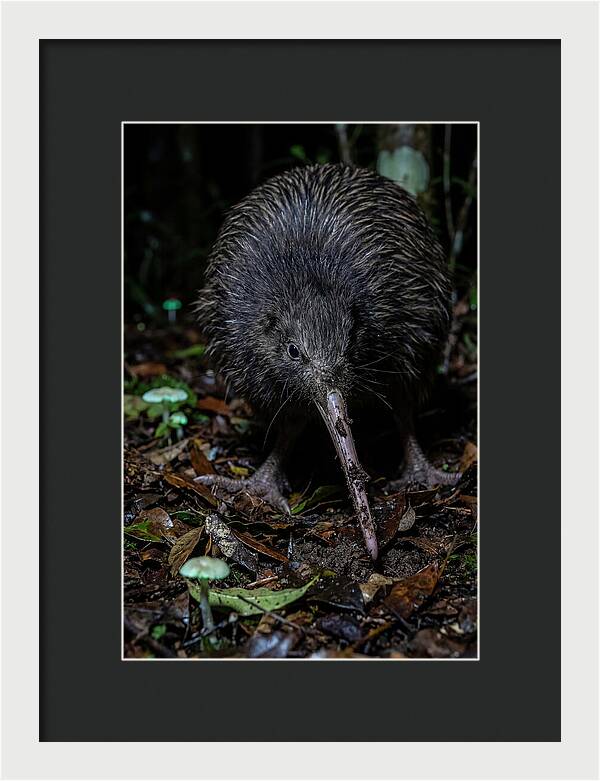 Kiwi Foraging Under Moonlight