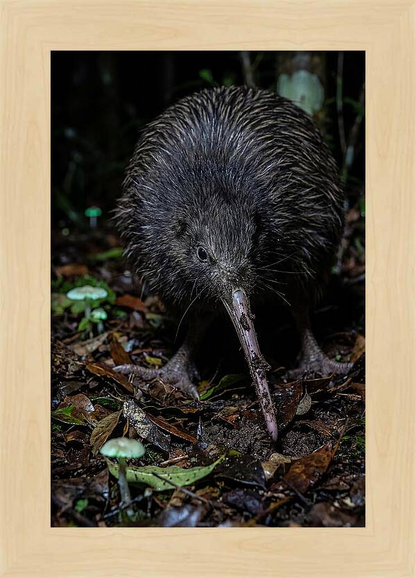 Kiwi Foraging Under Moonlight