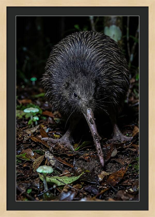Kiwi Foraging Under Moonlight