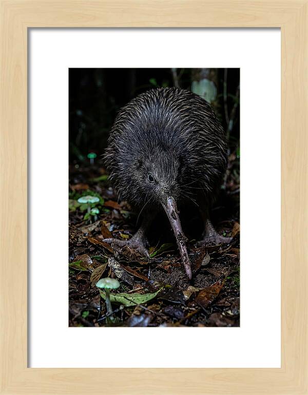 Kiwi Foraging Under Moonlight