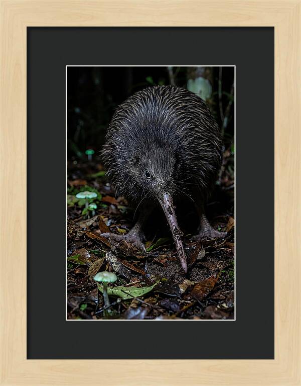Kiwi Foraging Under Moonlight