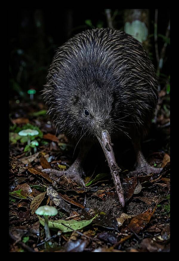 Kiwi Foraging Under Moonlight
