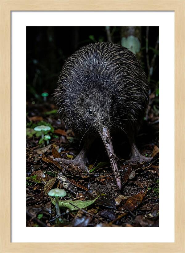 Kiwi Foraging Under Moonlight