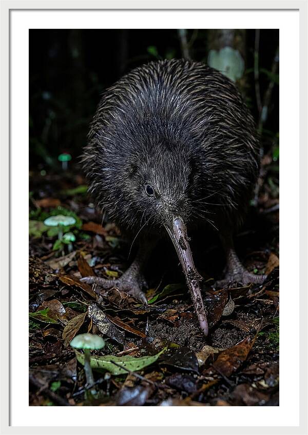 Kiwi Foraging Under Moonlight