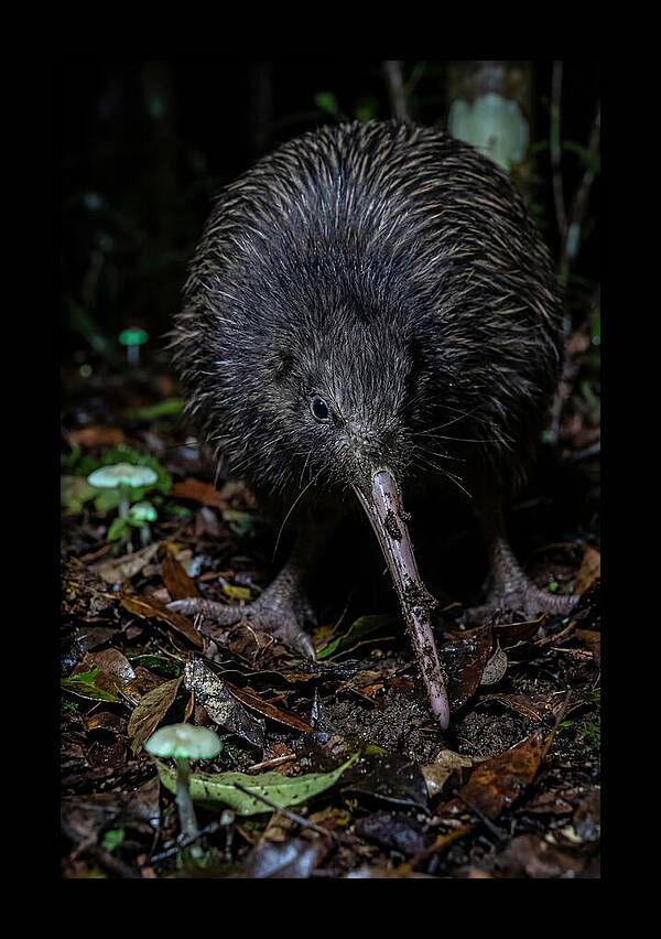 Kiwi Foraging Under Moonlight