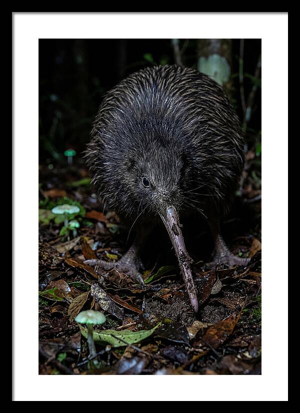 Kiwi Foraging Under Moonlight
