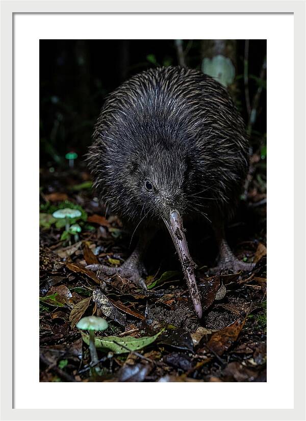 Kiwi Foraging Under Moonlight