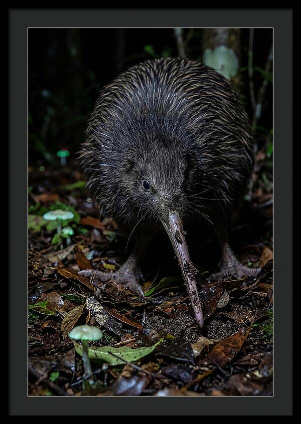 Kiwi Foraging Under Moonlight