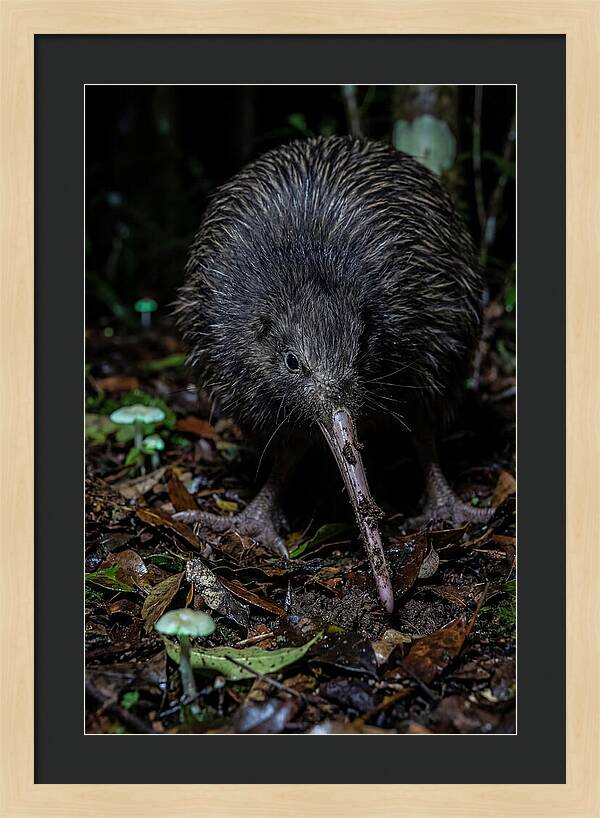 Kiwi Foraging Under Moonlight