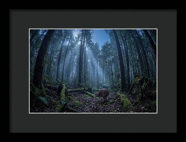 Kiwi Nocturnal Foraging