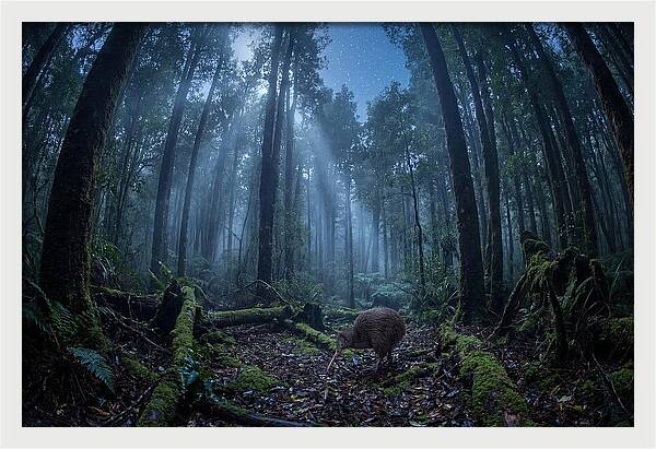 Kiwi Nocturnal Foraging