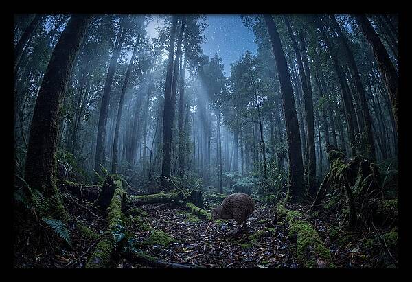 Kiwi Nocturnal Foraging