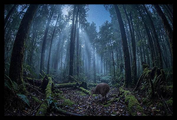 Kiwi Nocturnal Foraging