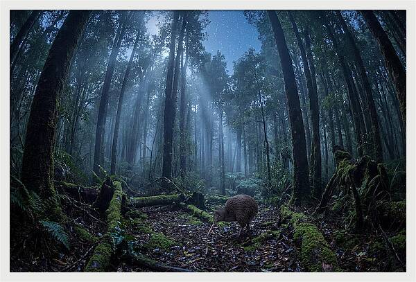 Kiwi Nocturnal Foraging