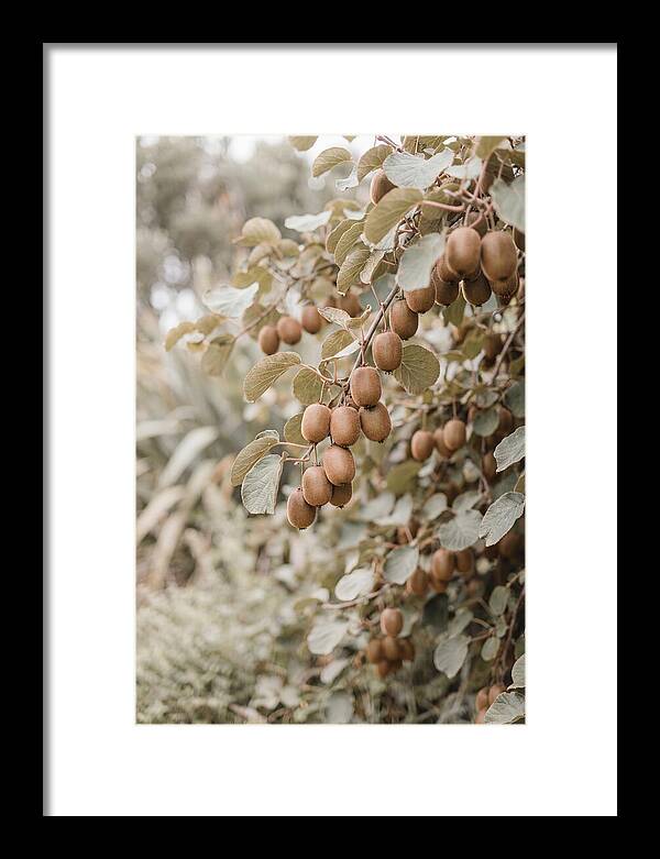 Kiwi Vine Abundance