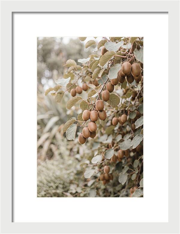 Kiwi Vine Abundance