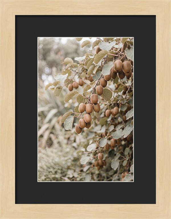 Kiwi Vine Abundance