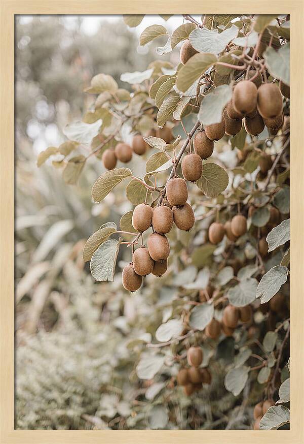 Kiwi Vine Abundance