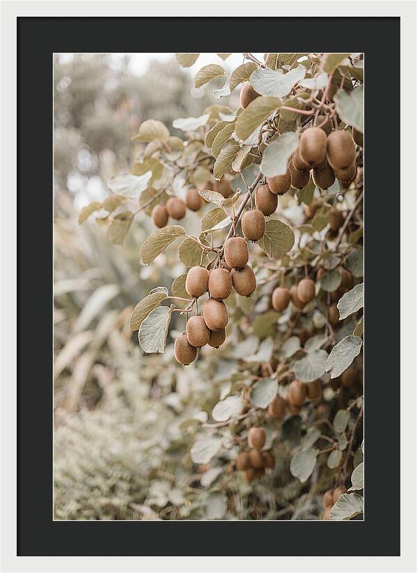 Kiwi Vine Abundance