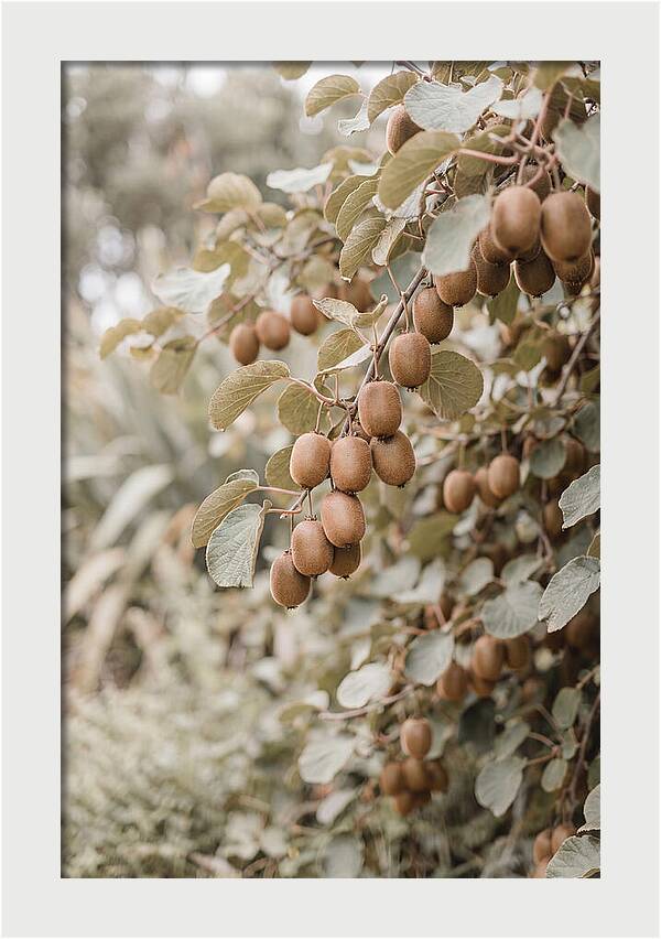 Kiwi Vine Abundance