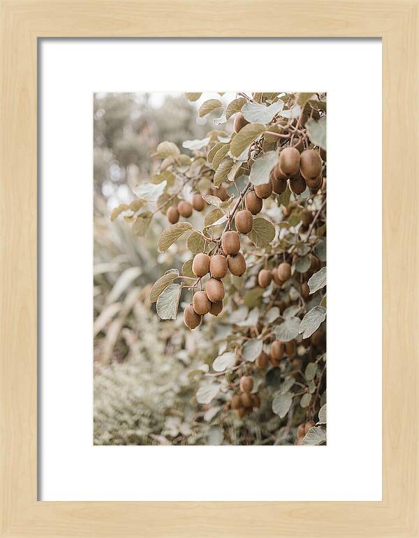 Kiwi Vine Abundance