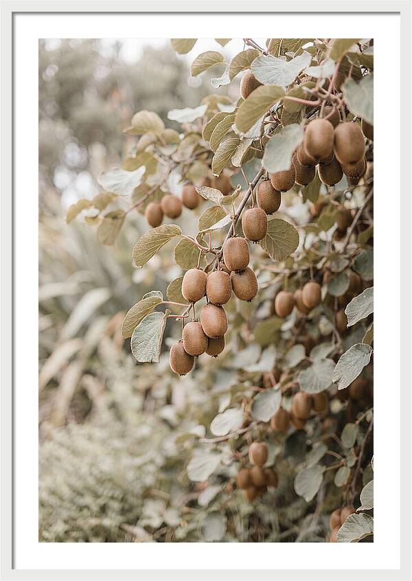 Kiwi Vine Abundance