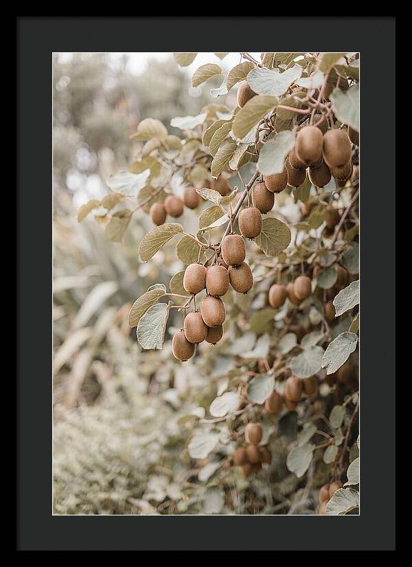 Kiwi Vine Abundance