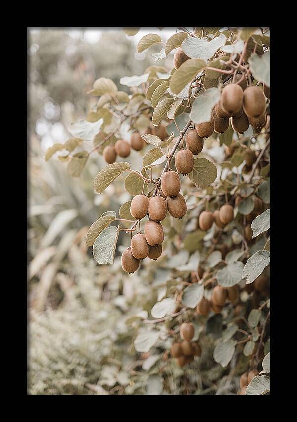Kiwi Vine Abundance