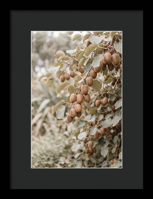 Kiwi Vine Abundance