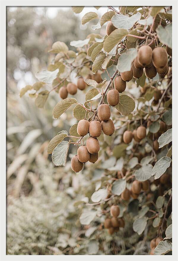 Kiwi Vine Abundance