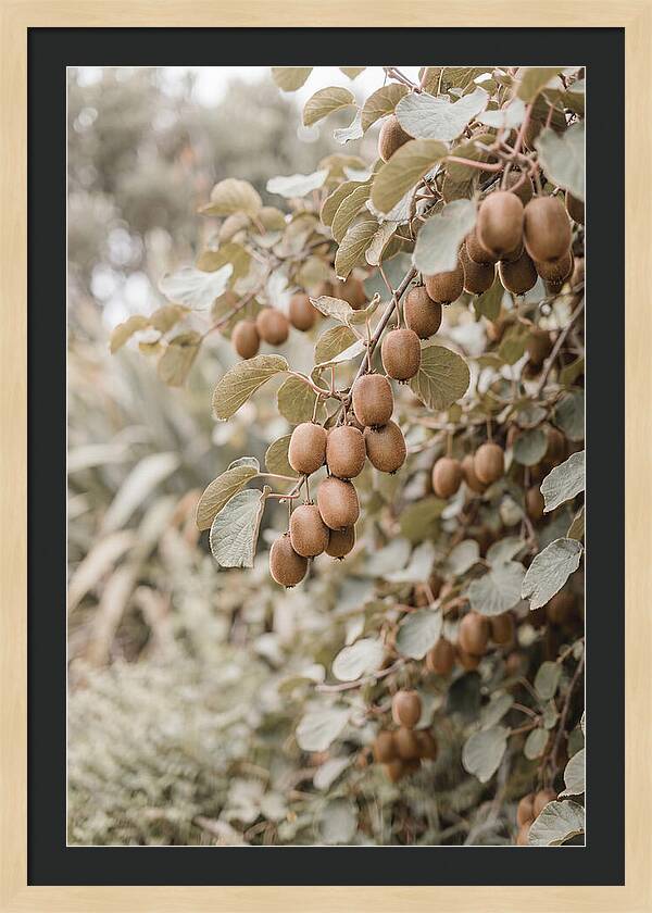 Kiwi Vine Abundance