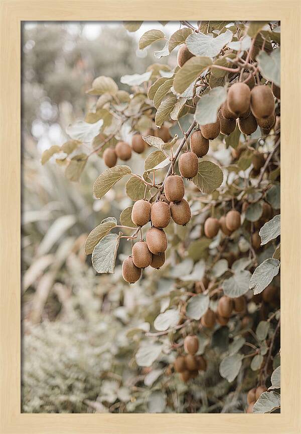 Kiwi Vine Abundance