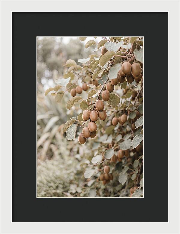 Kiwi Vine Abundance