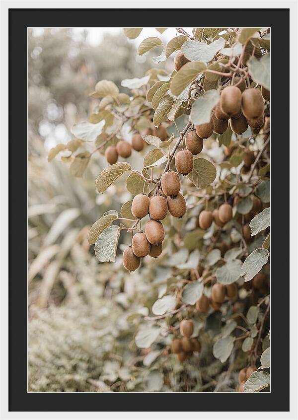 Kiwi Vine Abundance