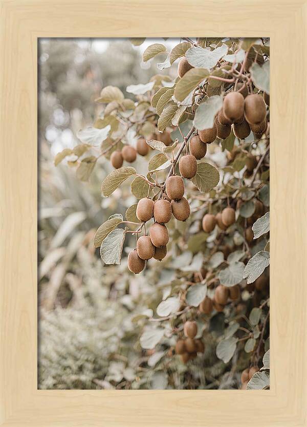 Kiwi Vine Abundance