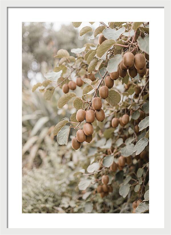 Kiwi Vine Abundance