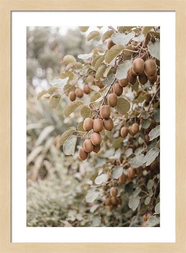 Kiwi Vine Abundance