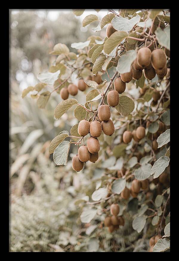 Kiwi Vine Abundance