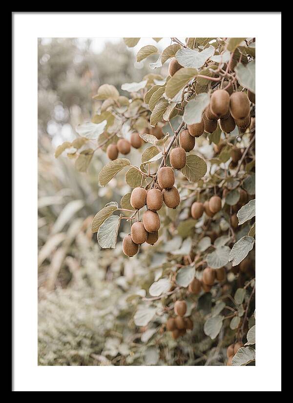 Kiwi Vine Abundance
