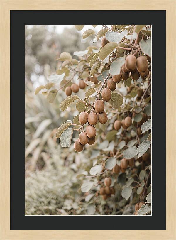 Kiwi Vine Abundance