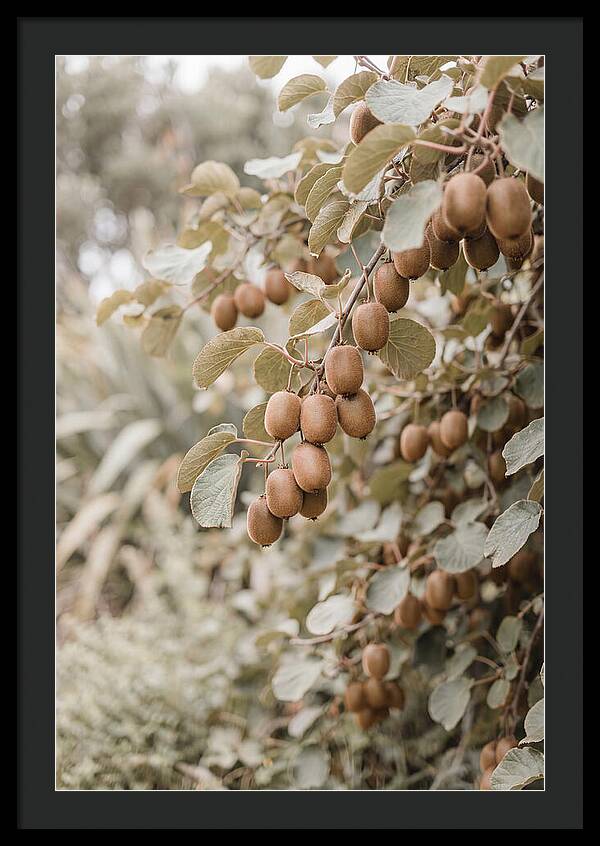 Kiwi Vine Abundance