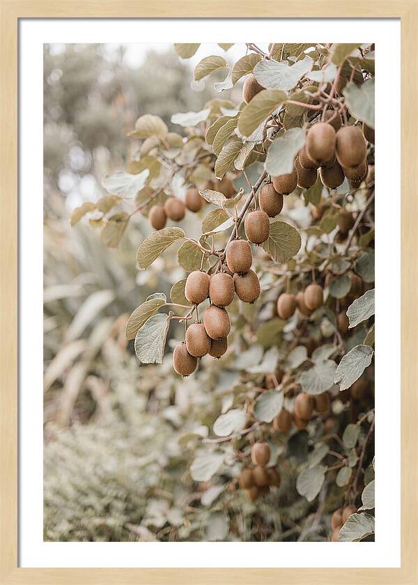 Kiwi Vine Abundance