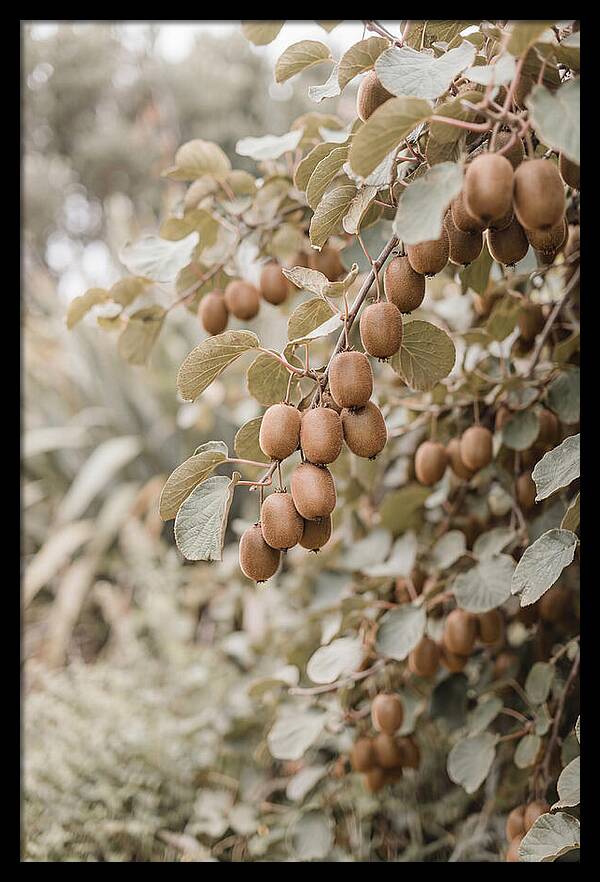 Kiwi Vine Abundance