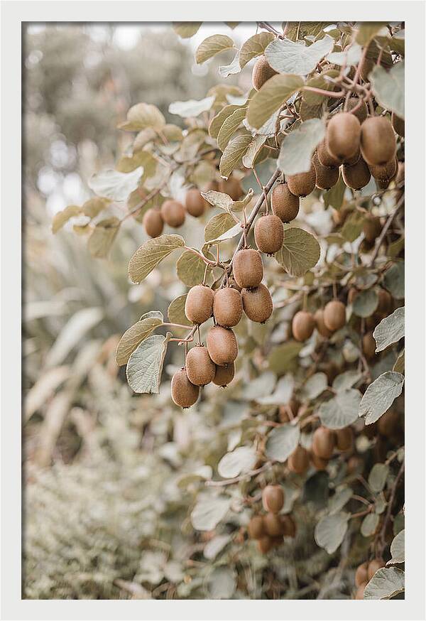 Kiwi Vine Abundance