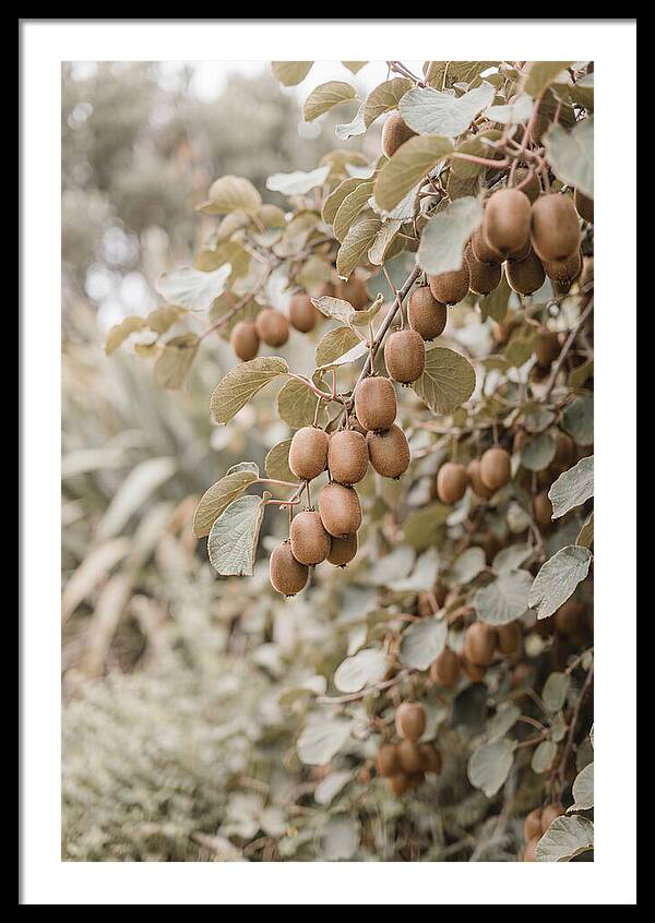 Kiwi Vine Abundance