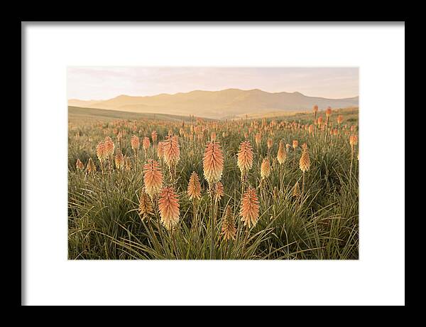 Kniphofia Red Hot Poker Blooms