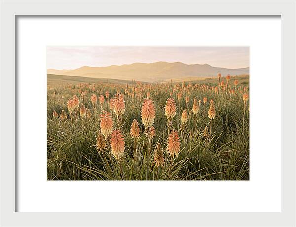 Kniphofia Red Hot Poker Blooms
