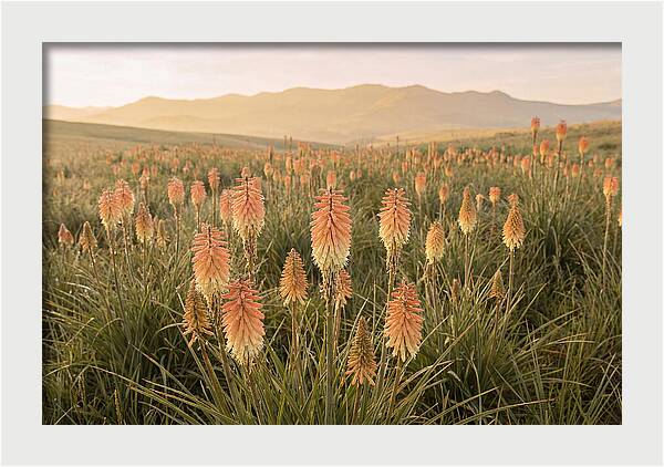 Kniphofia Red Hot Poker Blooms